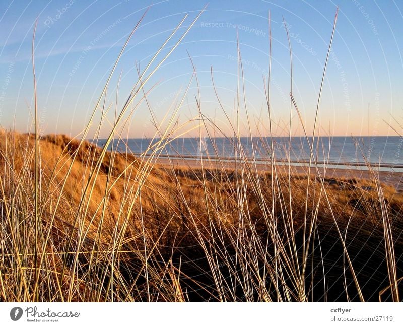 Dünengras Meer Gras Stranddüne Sand Wasser