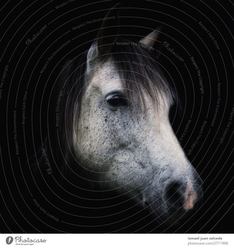 schönes Weißpferd-Porträt in der Natur Pferd weiß Tier wild Kopf Auge Ohren Behaarung niedlich Beautyfotografie elegant wildes Leben ländlich Wiese Bauernhof