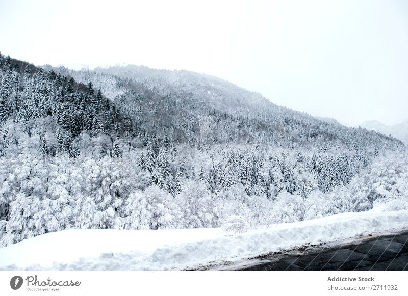 Tannenwald mit Schnee bedeckt Wald Winter Natur weiß Berge u. Gebirge Hügel kalt Baum Frost Landschaft Eis Jahreszeiten Holz Beautyfotografie Fichte schön