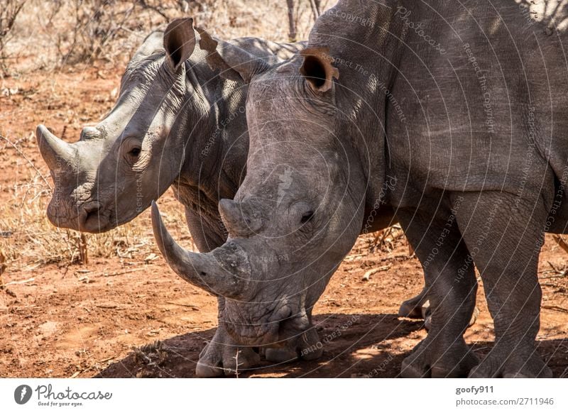 Nashornmutter mit Kind II Ferien & Urlaub & Reisen Tourismus Ausflug Abenteuer Ferne Freiheit Safari Expedition Umwelt Natur Landschaft Wärme Dürre Wüste