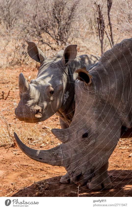 Nashornmutter mit Kind Ferien & Urlaub & Reisen Tourismus Ausflug Abenteuer Ferne Freiheit Safari Expedition Umwelt Natur Wärme Dürre Wüste Südafrika Afrika