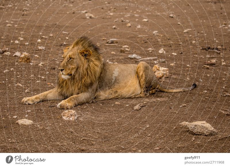 Einfach nix tun Ferien & Urlaub & Reisen Tourismus Ausflug Abenteuer Ferne Freiheit Safari Expedition Umwelt Natur Erde Wärme Dürre Tier Wildtier Tiergesicht