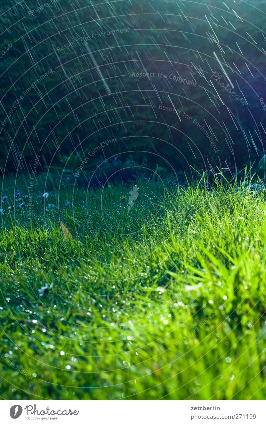 Rasensprenger Sommer Garten Umwelt Natur Landschaft Wasser Wassertropfen Frühling Klima Klimawandel Wetter Schönes Wetter schlechtes Wetter Regen Gras Wachstum