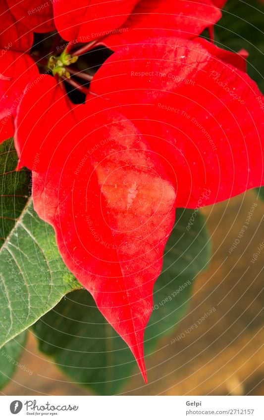 Schöner roter Weihnachtsstern schön Winter Garten Dekoration & Verzierung Feste & Feiern Weihnachten & Advent Natur Pflanze Blume Blatt Blüte Holz Ornament hell