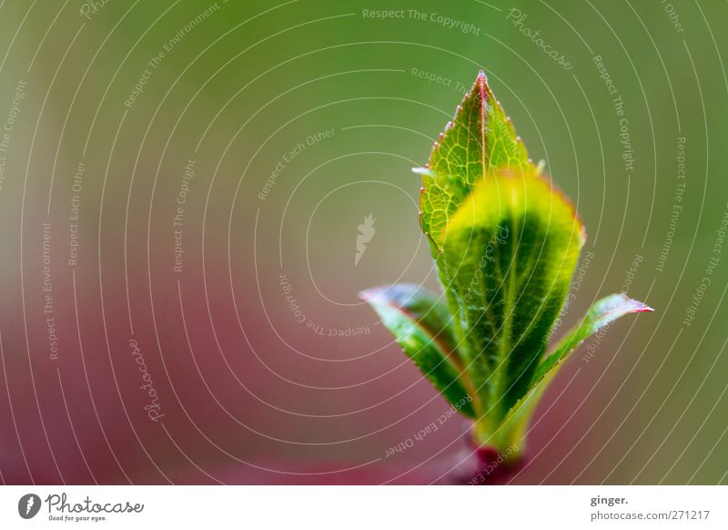 Emporkömmling Umwelt Natur Pflanze Frühling Sträucher Blatt grün Blattknospe Spitze streben vertikal rechts Blattadern zart zartes Grün Farbfoto mehrfarbig