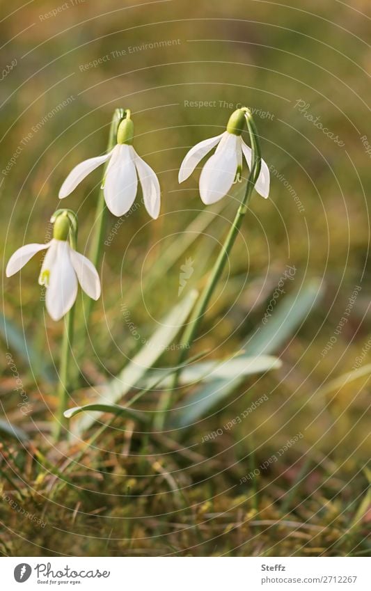 zarte Schneeglöckchen Frühlingsblumen Frühblüher zarte Blüten zarte Blumen feine Blüten März Märzblüten Blütezeit blühende Frühlingsblumen erblühen