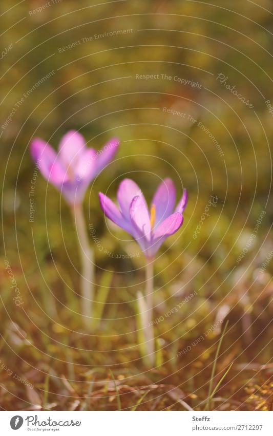 Die Vorboten des Frühlings Krokusse Crocus Frühblüher Frühlingskrokusse Frühlingsblumen Frühlingsblüten kleine Blümchen Frühlingserwachen frühlingshaft