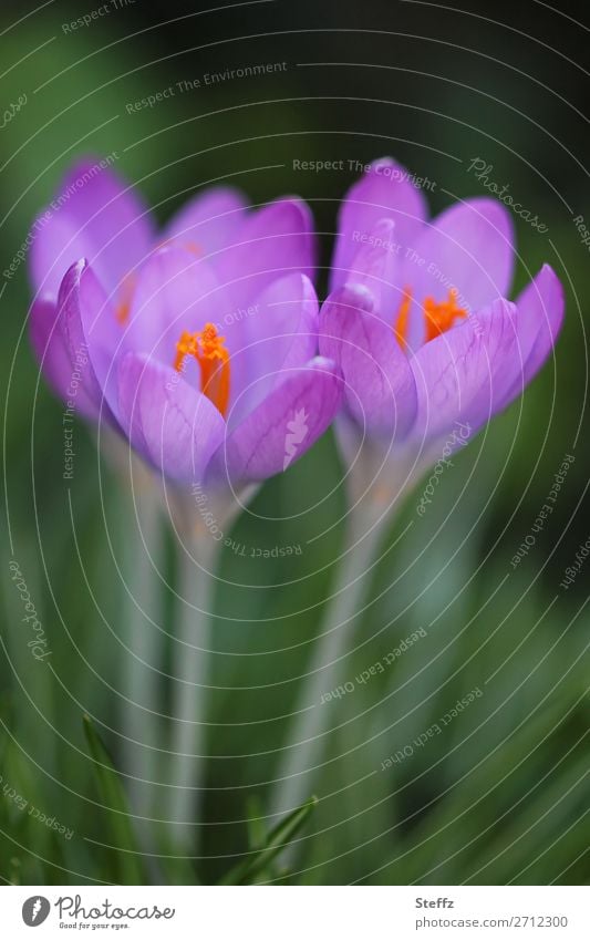 bald blühen Krokusse blühende Krokusse Frühlingskrokusse Frühblüher Crocus Frühlingsblumen Frühlingserwachen blühende Frühlingsblumen Frühlingsboten