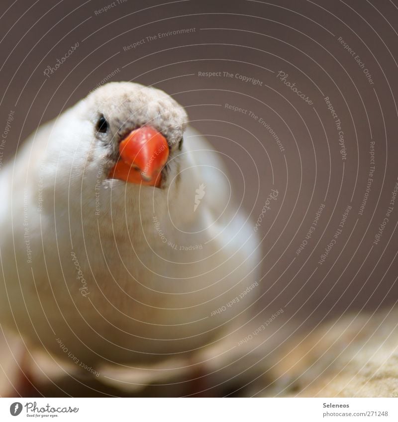 komm mir nicht zu nah Sommer Sonne Umwelt Natur Frühling Tier Vogel Tiergesicht Schnabel 1 klein Farbfoto Außenaufnahme Textfreiraum oben Tag