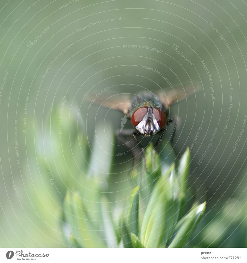 Erstes Fliegenfoto Umwelt Natur Pflanze Tier Wildtier 1 grau grün Auge Facettenauge Spitze sitzen Farbfoto Außenaufnahme Nahaufnahme Menschenleer