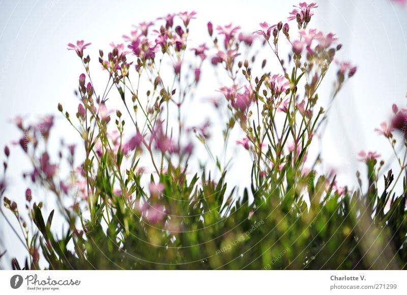 Baby´s Breath Natur Pflanze Sommer Blume Blatt Blüte Schleierkraut Stauden Blühend Duft Wachstum einfach frisch natürlich blau grün rosa Frühlingsgefühle