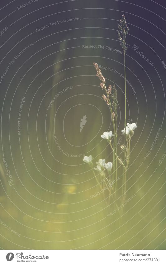 Blütenvielfalt Umwelt Natur Landschaft Pflanze Tier Sommer Schönes Wetter Blume Wildpflanze Duft schön grün schwarz Lebensfreude Frühlingsgefühle Geborgenheit