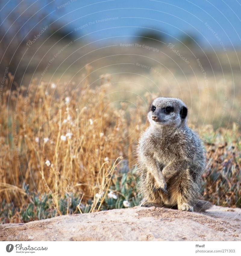 Einzelgänger Ferien & Urlaub & Reisen Safari Expedition Landschaft Pflanze Tier Erde Sand Himmel Gras Sträucher Steppe Wildtier Erdmännchen 1 beobachten Denken