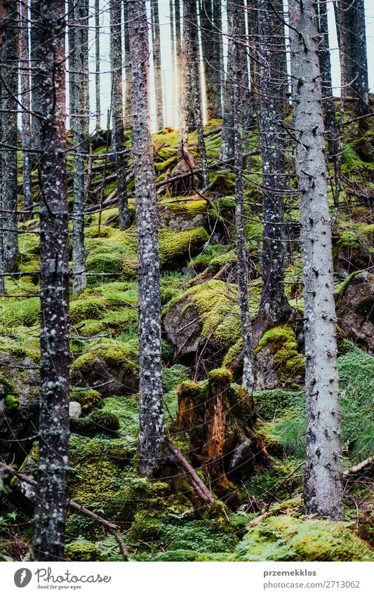 Bäume, die von der Sonne hinterleuchtet werden. Sommer Natur Baum Blatt Park Wald Hügel authentisch hell natürlich grün dramatisch Einfluss erleuchten Licht