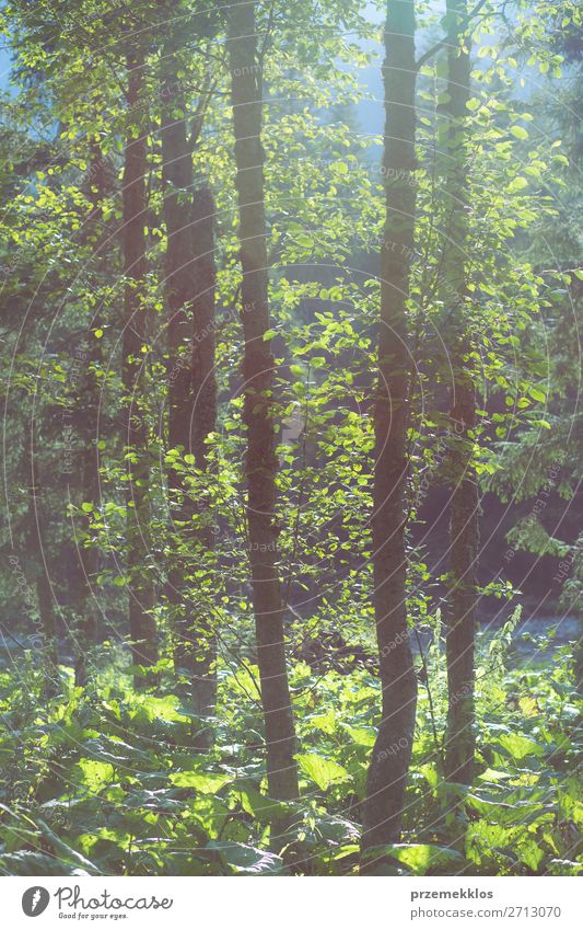 Bäume, die von der Sonne hinterleuchtet werden. Sommer Umwelt Natur Pflanze Baum Blatt Park Wald natürlich grün dramatisch Einfluss erleuchten Licht Rochen