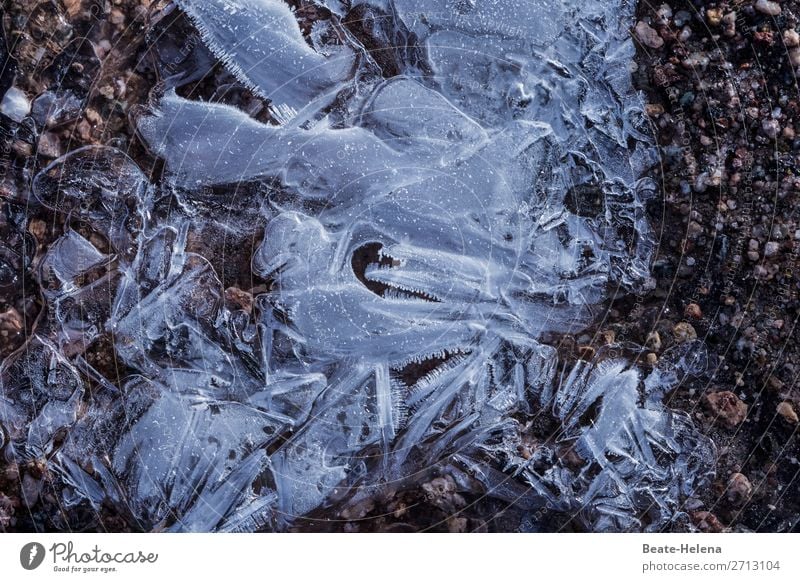 Eiszeit Umwelt Natur Erde Wasser Winter Wetter Frost Eisblumen Wege & Pfade frieren ästhetisch außergewöhnlich dunkel Coolness gefroren Glatteis Eiskristall