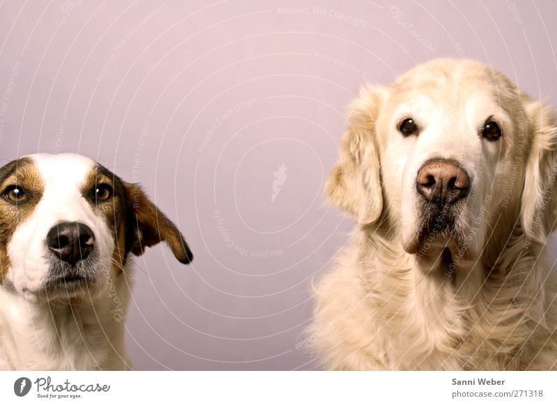 Zweier Takt Tier Haustier Hund 1 genießen Liebe Blick Gefühle Freude Partnerschaft Farbfoto mehrfarbig Licht Porträt Tierporträt Blick nach vorn