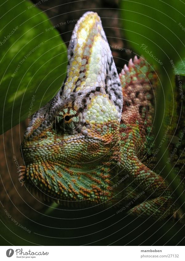 Chamaeleo calyptratus Chamäleon Tier Jemen Urwald mehrfarbig Calyptratus Natur