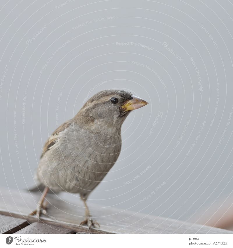 matz Umwelt Natur Tier Wildtier Vogel 1 grau Spatz Sperlingsvögel Tisch Holz Farbfoto Nahaufnahme Menschenleer Textfreiraum oben Hintergrund neutral Tag