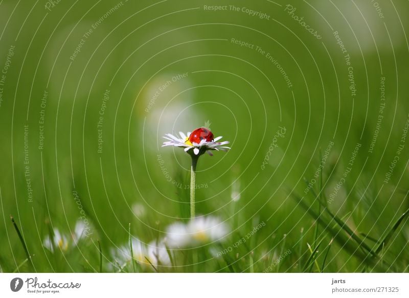 mittendrin Natur Pflanze Tier Sommer Schönes Wetter Blume Gras Wildtier Käfer 1 Erholung schlafen natürlich schön Gelassenheit ruhig Marienkäfer Gänseblümchen