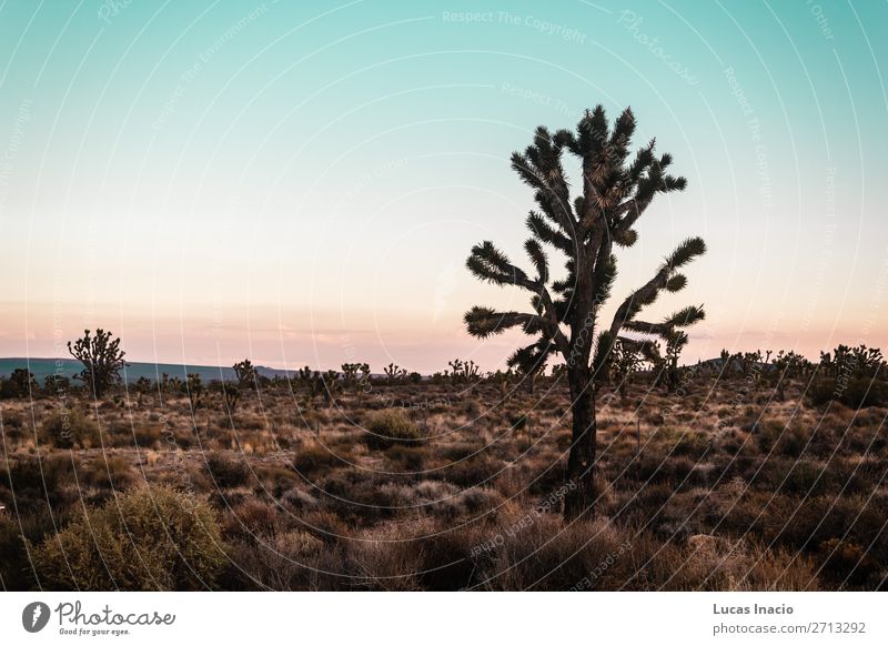 Mojave-Wüste an der Route 66 in Kalifornien Ferien & Urlaub & Reisen Tourismus Ausflug Abenteuer Ferne Freiheit Sightseeing Sommer Berge u. Gebirge Umwelt Natur