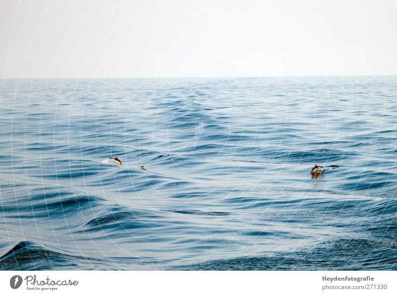 Delphine im Mittelmeer Natur Tier Wasser Himmel Frühling Schönes Wetter Wind Wellen Meer Wildtier Tiergruppe Schwimmen & Baden tauchen Flüssigkeit Zusammensein