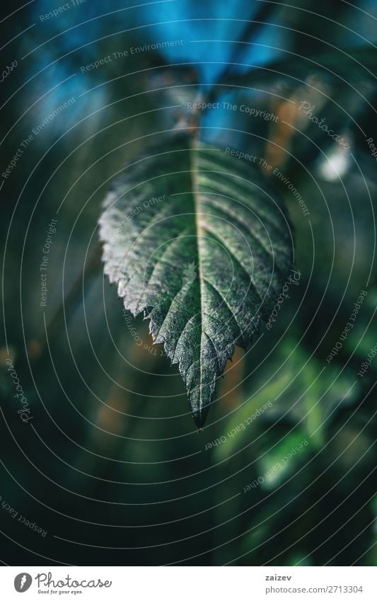 Nahaufnahme eines Blattes von Rubus ulmifolius mit unscharfem Hintergrund schön Leben Meditation Umwelt Natur Pflanze Sträucher Wald Wachstum frisch natürlich