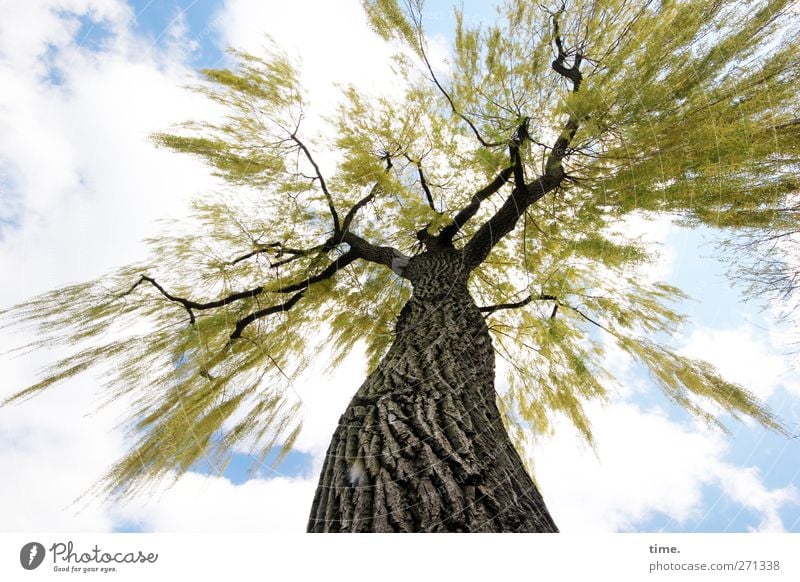 Die Hohepriesterin Pflanze Himmel Wolken Frühling Schönes Wetter Baum Baumstamm Blatt Baumkrone Baumrinde Park Abenteuer Bewegung bizarr Gefühle geheimnisvoll