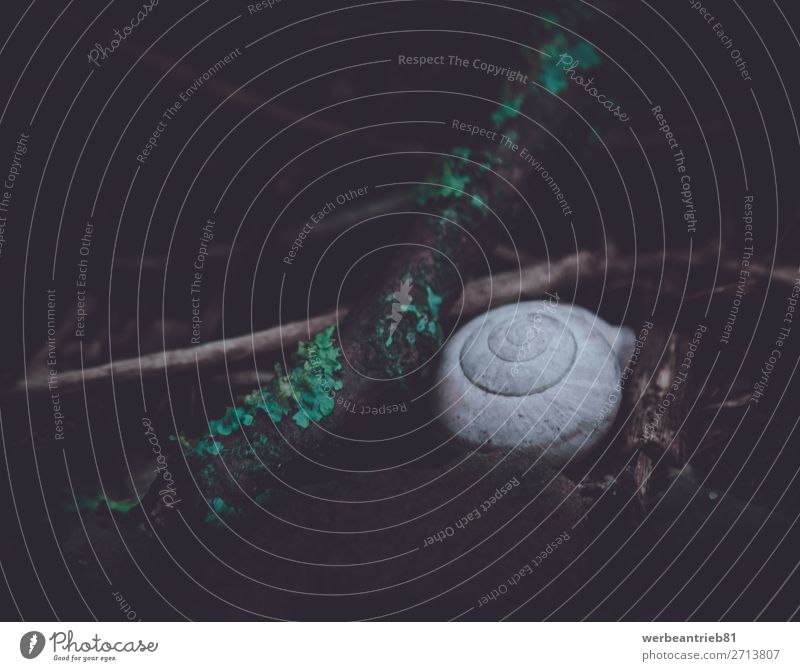 Schneckenhaus auf dem Boden Nahaufnahme Haus Dekoration & Verzierung Natur Tier Erde Gras Wiese dunkel klein weiß Riesenglanzschnecke Tierhülle Tierwelt