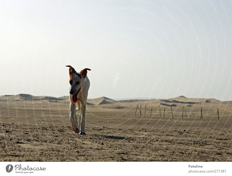 Wüstenhund Umwelt Natur Landschaft Urelemente Erde Sand Tier Haustier Hund heiß hell natürlich Wärme braun Farbfoto Gedeckte Farben Menschenleer