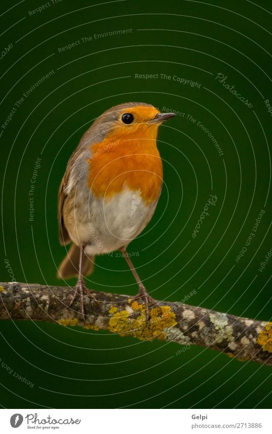 Hübscher Vogel mit einem schönen orange-roten Gefieder. Leben Mann Erwachsene Umwelt Natur Tier Blume Moos klein natürlich wild braun grün weiß Tierwelt