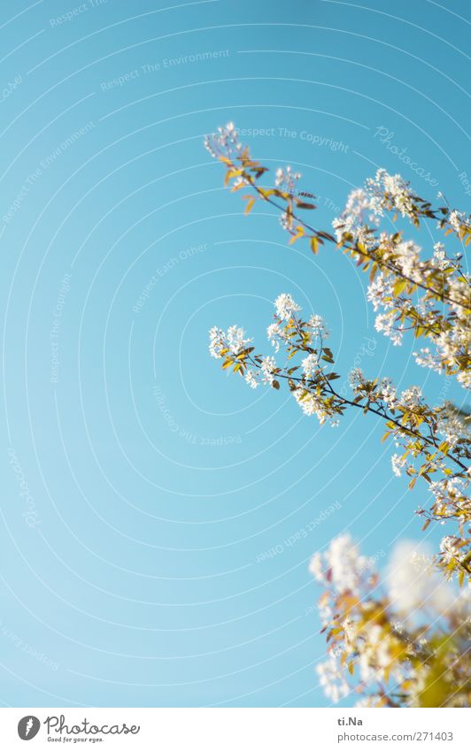 duftige Pfingsten Umwelt Natur Pflanze Tier Wolkenloser Himmel Frühling Schönes Wetter Baum Sträucher Blatt Blüte Wildpflanze Felsenbirne Garten Park Blühend