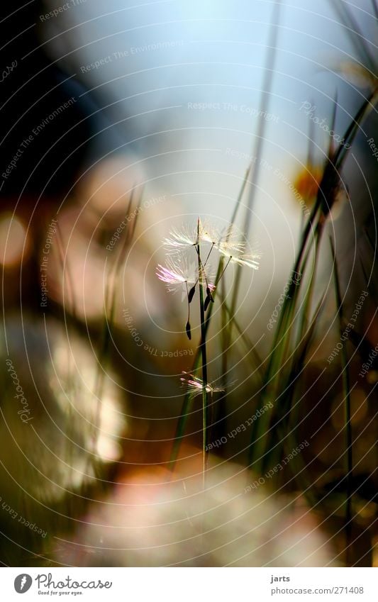 ruhe Natur Pflanze Frühling Sommer Schönes Wetter Blume Gras Blüte Wiese natürlich positiv Wärme Stimmung Gelassenheit ruhig Löwenzahn Farbfoto Außenaufnahme