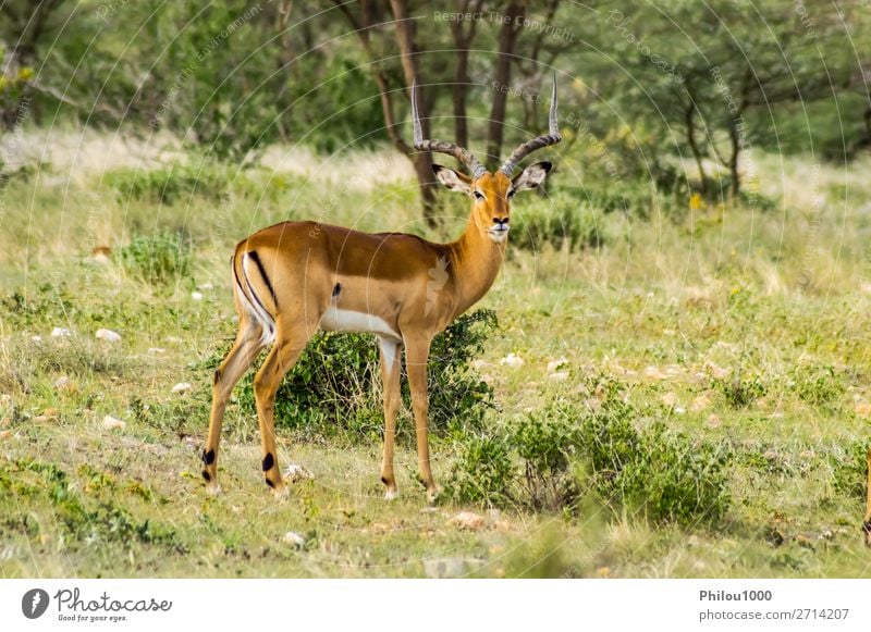 Männlicher Impala mit neugierigem Blick schön Ferien & Urlaub & Reisen Safari Mann Erwachsene Natur Tier Park natürlich wild grün Samburu Aepyzeros Afrika