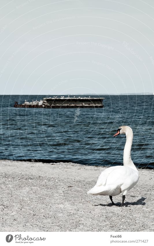 kommt da noch mehr.....??? Wasser Wolkenloser Himmel Frühling Wellen Küste Strand Ostsee Schifffahrt Schwan 1 Tier Stein Sand beobachten entdecken authentisch