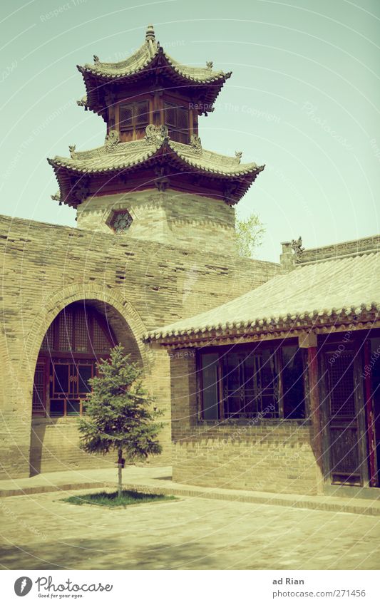 lonely tree Frühling Pflanze Baum Grünpflanze Park Xi'an China Kleinstadt Altstadt Menschenleer Haus Kirche Palast Burg oder Schloss Bauwerk Architektur Pagode