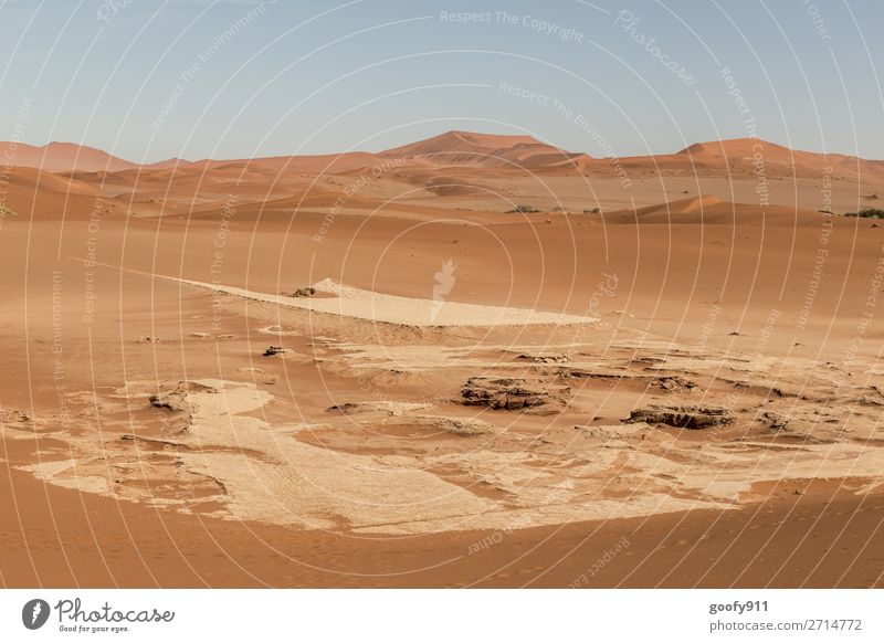 Namib Wüste Namibia Ferien & Urlaub & Reisen Tourismus Ausflug Abenteuer Ferne Freiheit Safari Expedition Umwelt Natur Landschaft Pflanze Tier Urelemente Erde