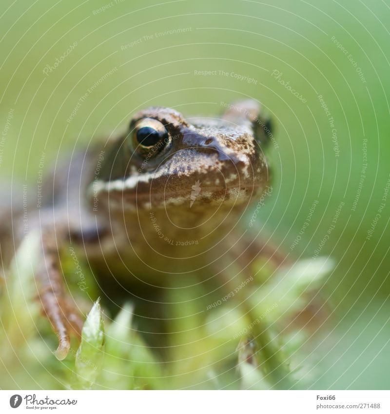 Frühlingsquak Luft Wasser Gras Sträucher Garten Wiese Tier Wildtier Frosch 1 kalt natürlich Neugier wild braun grün Tierliebe achtsam ruhig Bewegung Leben