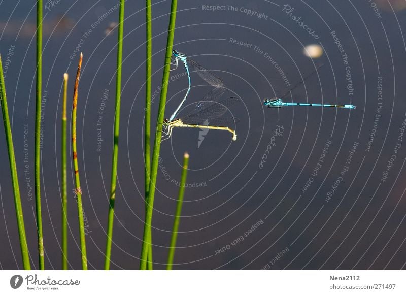 Einzelflieger Umwelt Natur Pflanze Luft Wasser Sommer Gras Grünpflanze Wildpflanze Garten Teich See Tier Flügel 3 fliegen sitzen dünn blau gelb grau Libelle