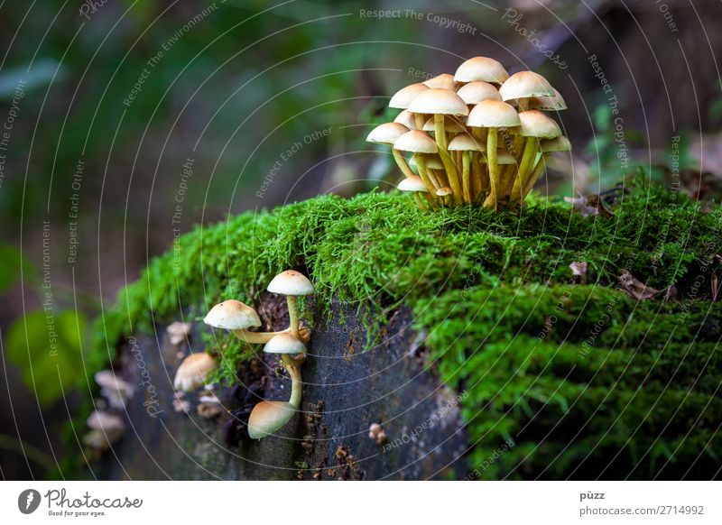 Pilze Lebensmittel Umwelt Natur Pflanze Herbst Moos Stockschwämmchen Wald Essen lecker braun grün Pilzhut Pilzsucher Pilzsuppe mehrere Farbfoto Gedeckte Farben