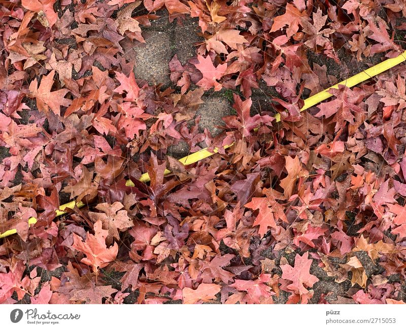 Linie Umwelt Natur Landschaft Pflanze Erde Wasser Baum Blatt Garten Park braun gelb rot gerade Schlauch Gartenarbeit Gärtner Gartenschlauch diagonal Neigung