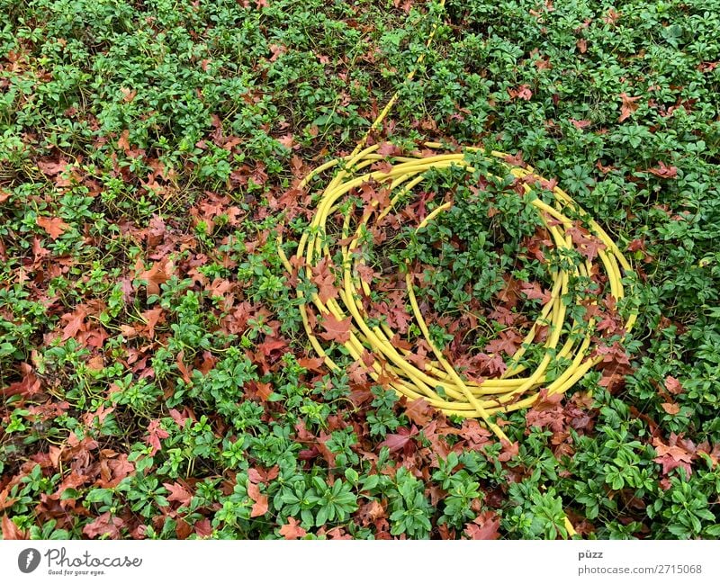 Lange Leitung Umwelt Natur Pflanze Erde Wasser Blatt Grünpflanze Bodendecker Garten Park Zeichen Linie Knoten gelb grün Schlauch Gärtner Gärtnerei Gartenarbeit