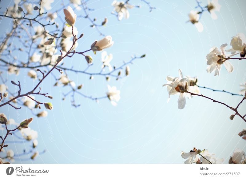 Sonnengruß... Feste & Feiern Valentinstag Muttertag Hochzeit Geburtstag Natur Pflanze Himmel Frühling Sommer Klima Schönes Wetter Baum Blüte Blühend Duft blau