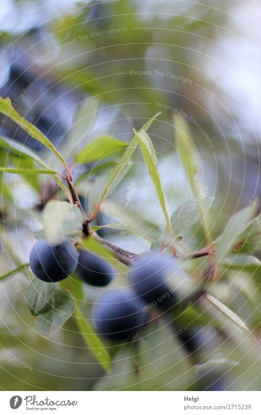 reife Beeren von Schlehen an einem Zweig mit Blättern und Bokeh Umwelt Natur Pflanze Herbst Sträucher Blatt Wildpflanze Frucht hängen Wachstum klein natürlich