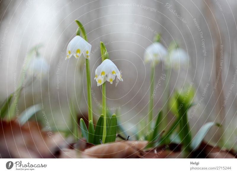 Nahaufnahme von im Wald wachsenden Märzenbechern im Gegenlicht Umwelt Natur Pflanze Frühling Blume Blatt Blüte Wildpflanze Blühend stehen Wachstum authentisch