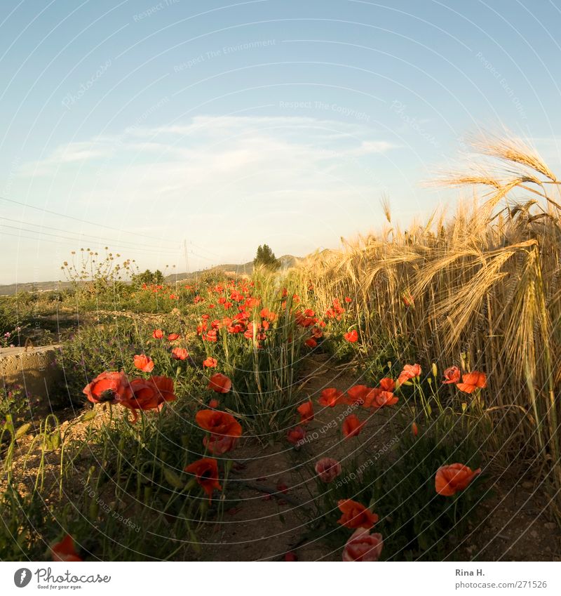 Mohn am Feldrand Landwirtschaft Forstwirtschaft Natur Landschaft Himmel Horizont Sommer Schönes Wetter Blume Blüte Nutzpflanze Getreidefeld Weizenfeld Tunesien