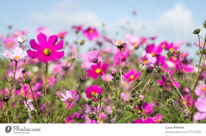 Close up of Cosmos blooming Natur Pflanze springen gelb rosa Astern Hintergrundbild beautiful blossom botanical Einkaufszentrum colorful copy space