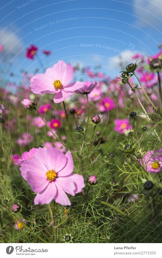 Close up of Cosmos blooming Natur Pflanze gelb rosa Astern Hintergrundbild beautiful blossom botanical Einkaufszentrum colorful copy space Schmuckkörbchen