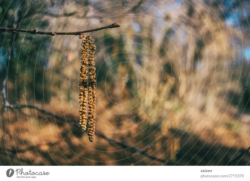 Nahaufnahme einer an einem Ast hängenden Corylus avellana Frucht schön Leben Kunst Pflanze Herbst Wald Wachstum natürlich weich braun gelb corylus avellana