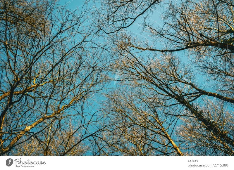 Baumspitzen, die in den vom Sonnenlicht beleuchteten Himmel zeigen schön Umwelt Natur Pflanze Herbst Wald Wachstum dünn natürlich oben blau Top Niederlassungen